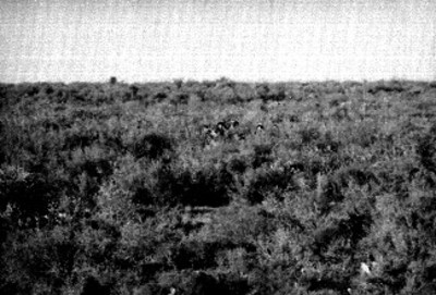 Cimarrón camina por campo del Africam Safari