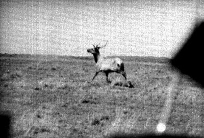 Rumiante en campo del Africam Safari
