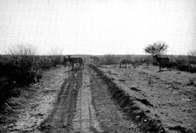 Ciervas en el Africam Safari
