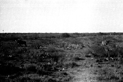 Ciervas junto a una carretera del Africam Safari