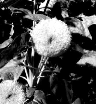 Flor