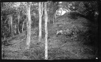 Vaca pasta en un montículo