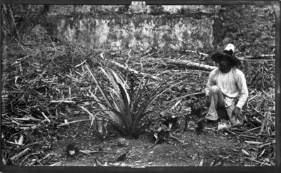 Campesino junto a planta de henequén