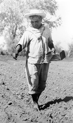 Campesino sembrando semilla en un campo de cultivo