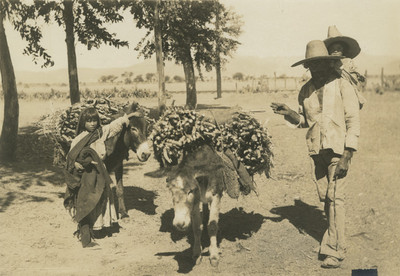 Familia Indígena con burros cargados de leña