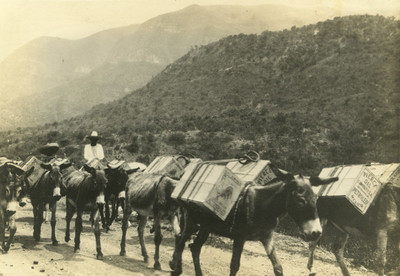 Burros cargan cajas