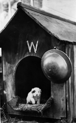 Cachorro dentro de una casa para perro