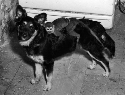Perro con un primate abrazado a su cuerpo