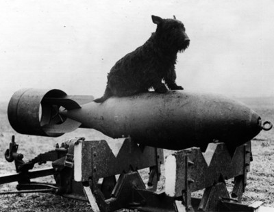 Perro sobre una bomba