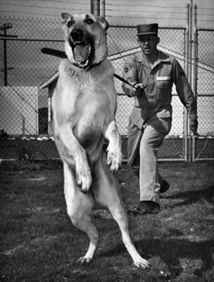 Perro ladra en un campo militar