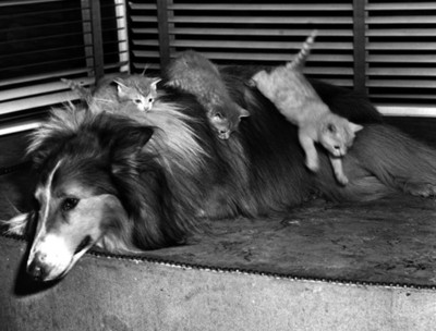 Gatos sobre perro