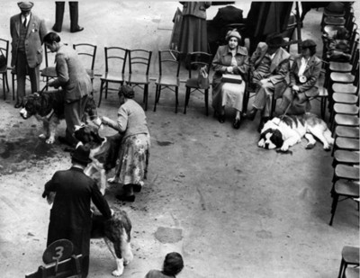 Gente durante concurso de perros San Bernardo
