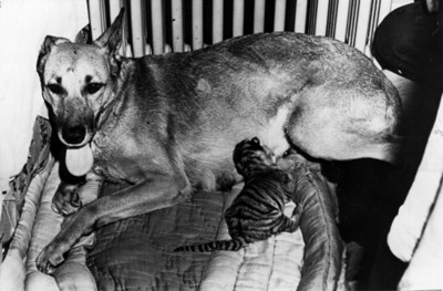 Animales domesticos sobre una cama