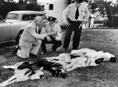 Policías junto a perros muertos