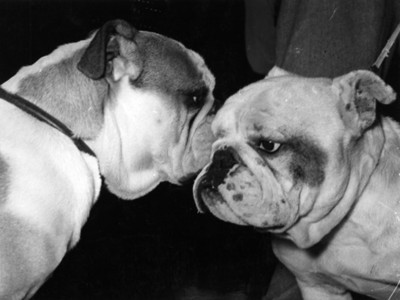 "Perros" con manchas