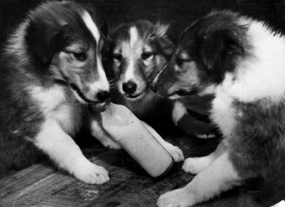 "Perros" toman leche en un biberón