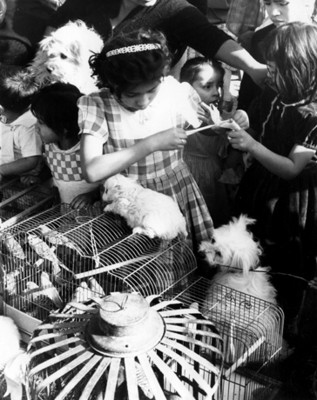 Niñas observan perros y pájaros