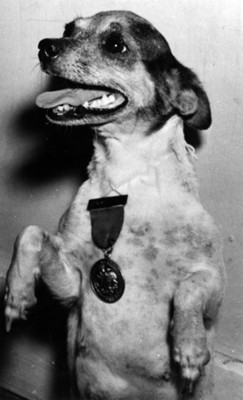Perro con medalla al cuello