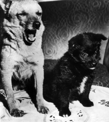 Perros sentados en una mesa