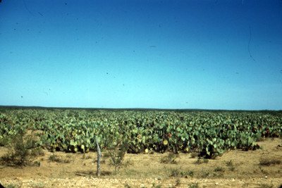Nopales en el desierto, vista desde la autopista panamericana