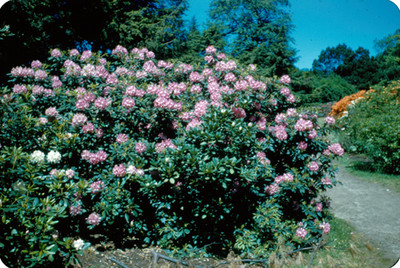 Arbol floral de un jardin