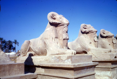 Esfinges con cabeza de carnero, avenida hacia Luxor desde