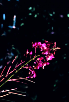 Acercamiento de rama con flores de color fiusha