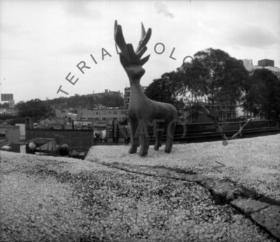 Venado en Azotea