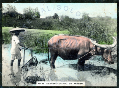 Agricultor ara un arrozal en "Filipinas"