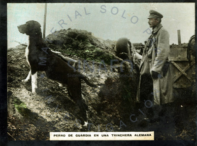 Perro de guardia en una trinchera alemana