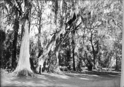 Bosque de Chapultepec, la parte más poblada de árboles