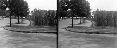 Área de órganos del jardín botánico en Chapultepec, estereoscópica