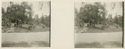 Jardines y calzada en Chapultepec, estereoscópica