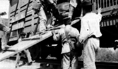 Federales embarcan caballos en un vagón del ferrocarril