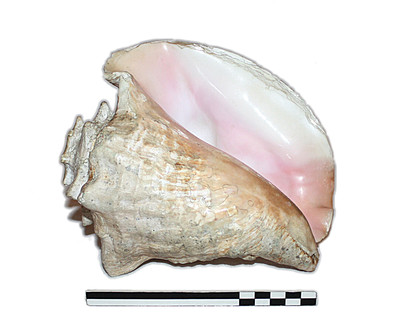 Trompeta