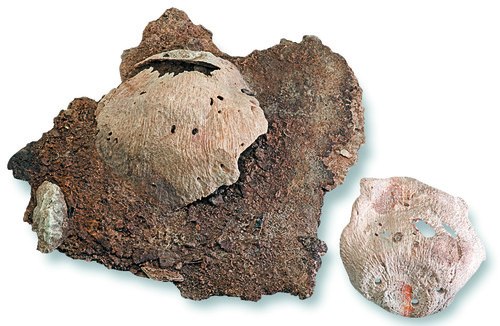 Cubre pelvis