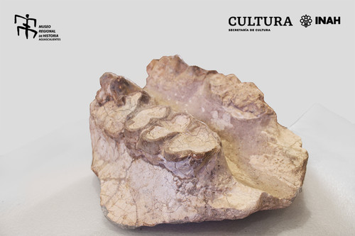 Mandíbula de gonfoterio