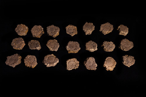 Placas óseas de gliptodonte